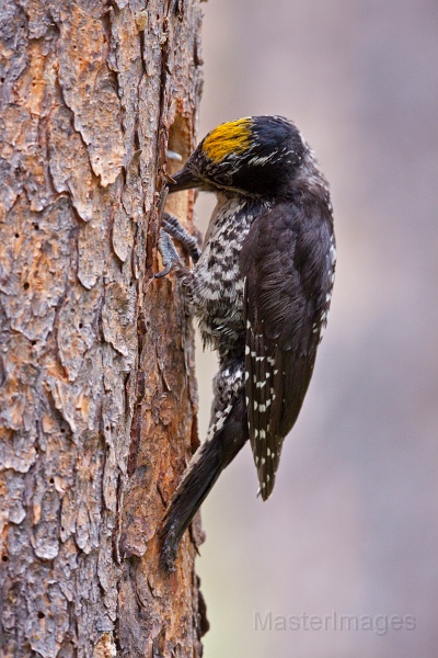 IMG_7088c.jpg - American Three-toed Woodpecker (Picoides dorsalis) - male